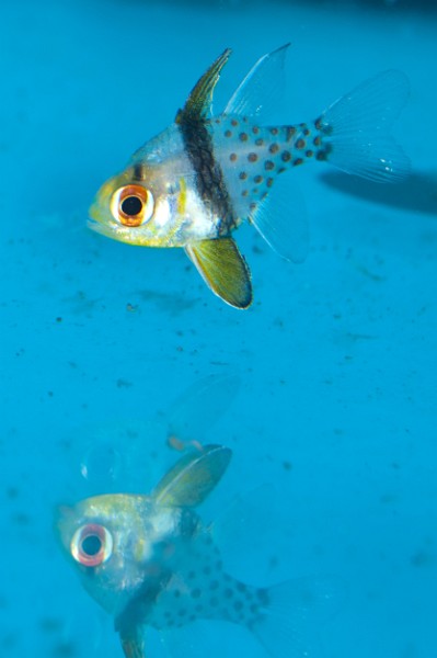 Spotted or Pajama Cardinalfish (Sphaeramia nematoptera) in Aquarium